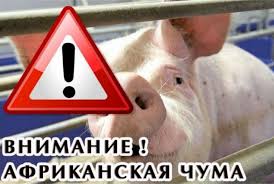 AФРИКАНСКАЯ ЧУМА СВИНЕЙ.