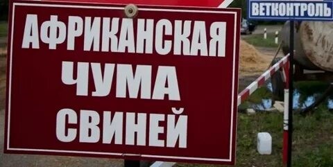 Внимание! Африканская чума свиней!.