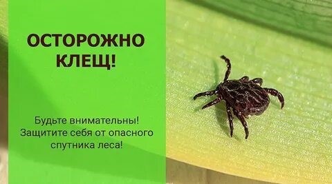 ЭПИДЕМИОЛОГИЧЕСКАЯ СИТУАЦИЯ ПО ИНФЕКЦИЯМ, ПЕРЕДАЮЩИМСЯ КЛЕЩАМИ.