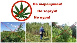 Администрация Залазнинского сельского поселения предупреждает об ответствености за не принятие мер по уничтожению на земельных участках наркосодержащих растений.