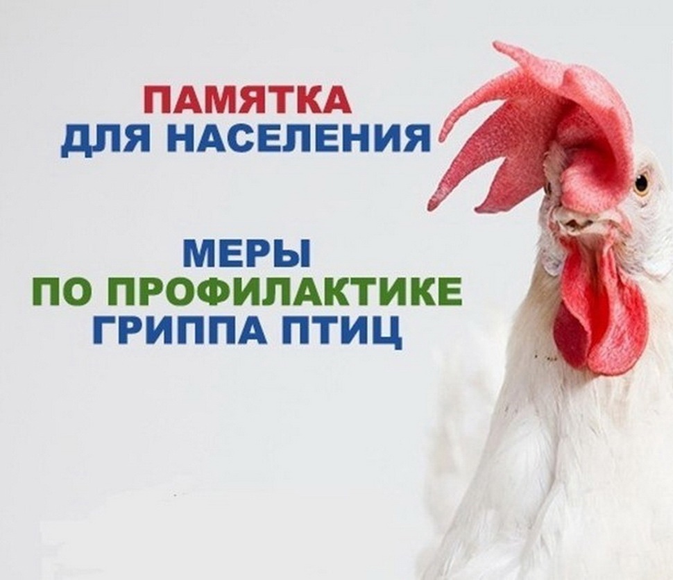 ПЕРЕЛЕТНЫЕ ПТИЦЫ И ПТИЧИЙ ГРИПП!.